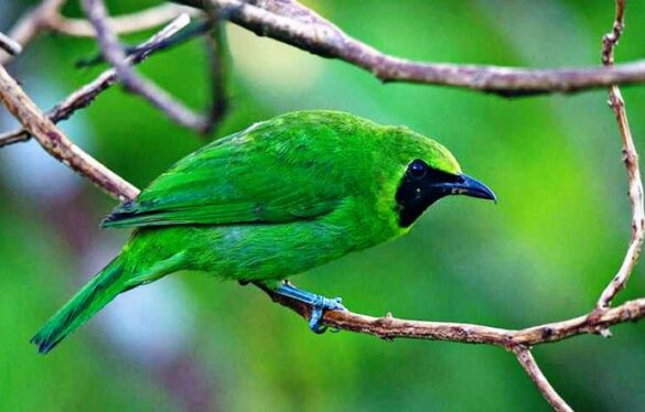 Makanan Burung Cucak Ijo Yang Paling Bagus Dan Menyehatkan